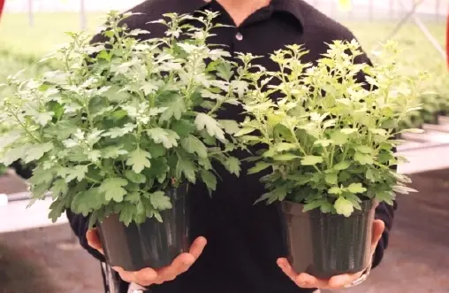 Sulfur deficiency in mums