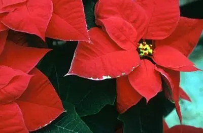 Poinsettia exhibiting calcium deficiency