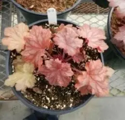 heuchera kira oak in peat chunk growing medium