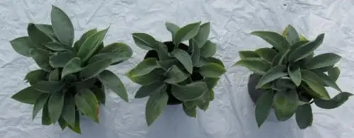 Hosta Big Daddy