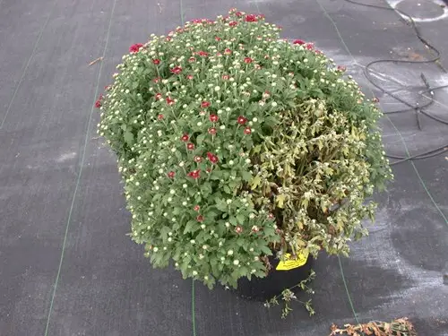 Pythium from high salts in mums