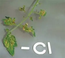 Feuille de tomate avec carence en chlorure