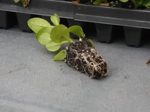 Plug on side - petunia
