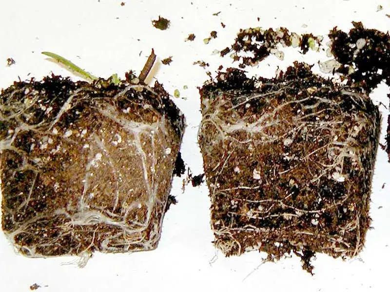 invernadero promix invernadero de cultivo Problema de humectación con cepellón