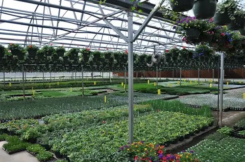 The Fresh Herb Company - À l'intérieur de la serre