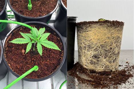 Medicinal plant growing in PRO-MIX CCX, on the left, and its root system on the right Medicinal plant growing in PRO-MIX CCX, on the left, and its root system on the right