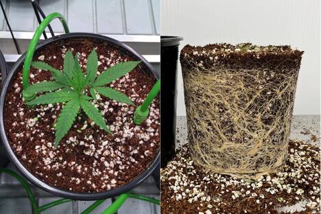 Medicinal plant growing in PRO-MIX CPX, on the left, and its root system on the right Medicinal plant growing in PRO-MIX CPX, on the left, and its root system on the right