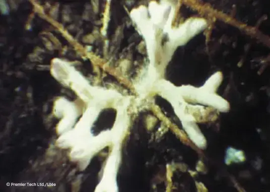 Microscope view of ectomycorrhizae