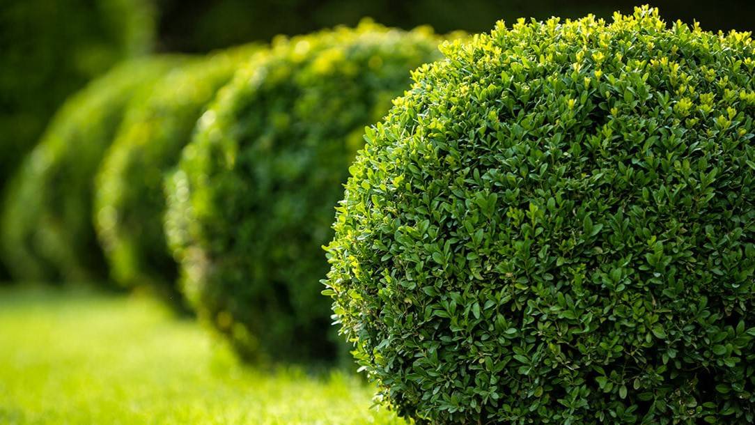 Turf and landscaping