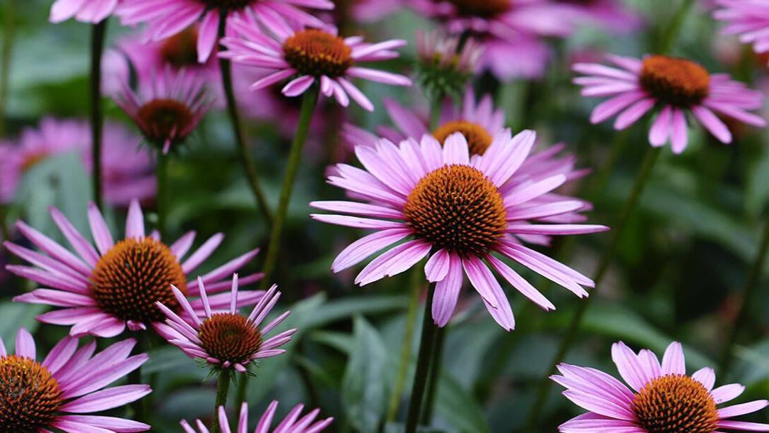 Perennials