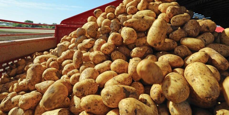agtiv-potato-1