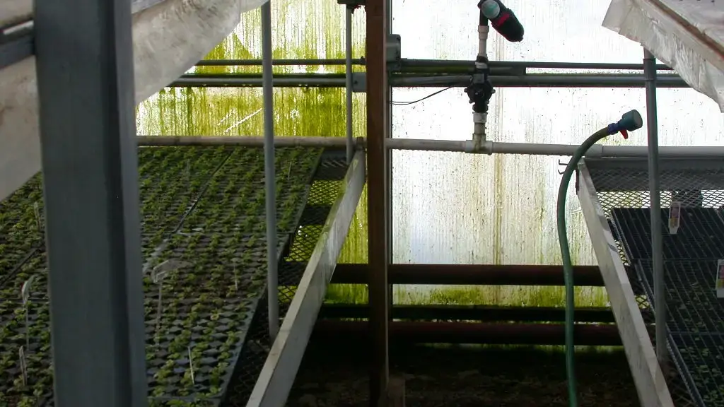 Algae growth on greenhouse glazing through continuous misting
