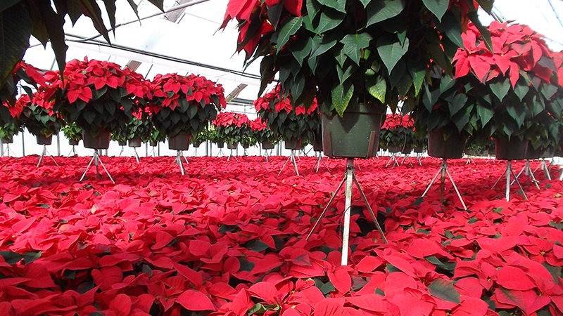 Article en-us | Poinsettia fertilization in greenhouses