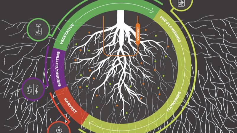 Cannabis plant growth cycle