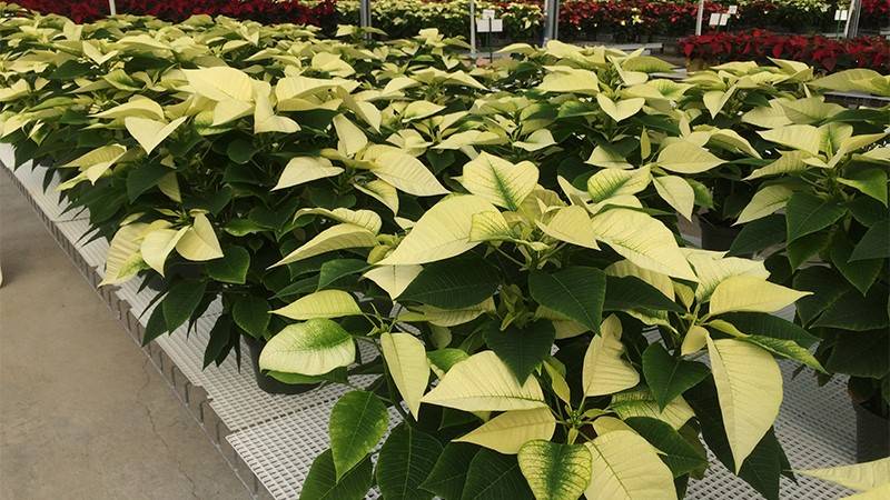 Growing poinsettias can be a challenge considering they are sensitive to the environment, diseases, insects and watering.