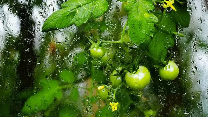 Humidity in greenhouse tomatoes