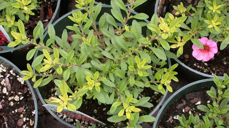 Article en-us | Iron difiency calibrachoa