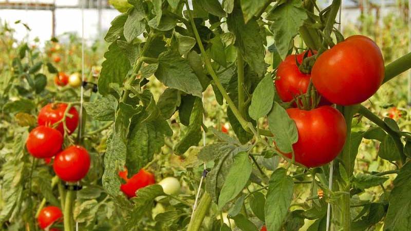 Organic tomatoes in greenhouse