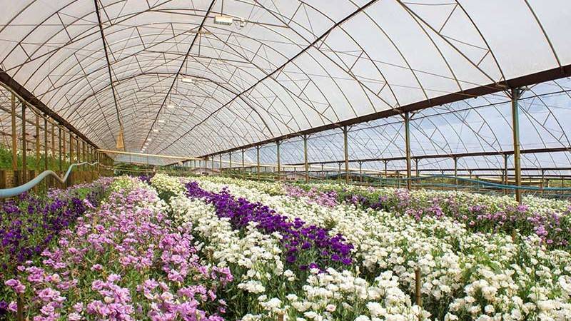 lisianthus in greenhouse