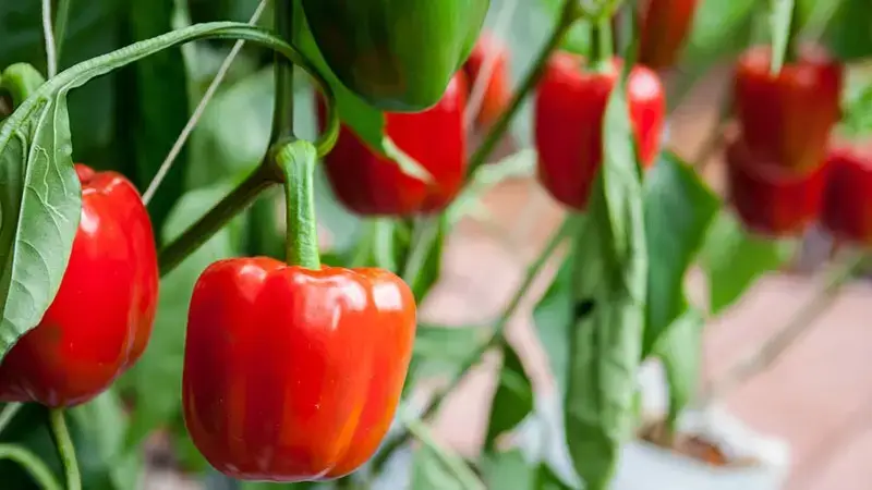 Peppers grown in a greenhouse