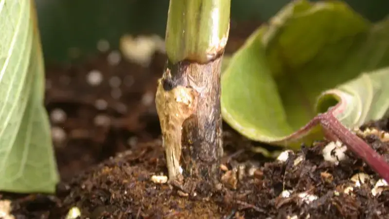 Rhizoctonia stem rot in poinsettia from PRO-MIX Greenhouse Growing