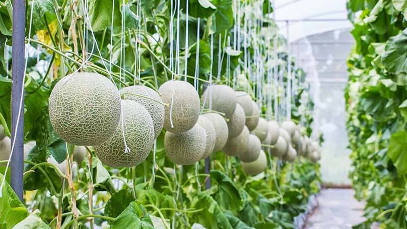 Watermelon in greenhouse