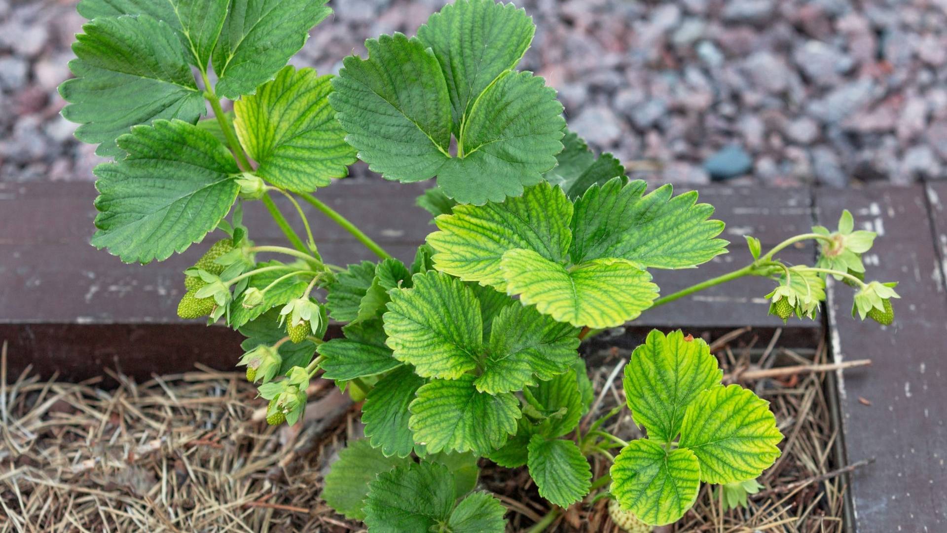 Zinc deficiency in strawberry
