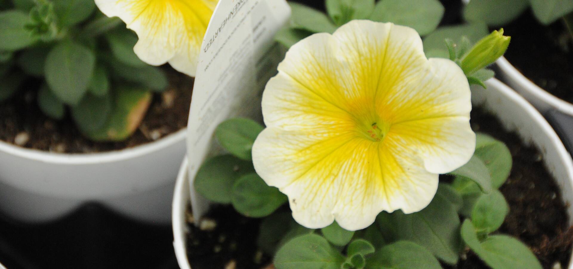 Flower in pot greenhouse