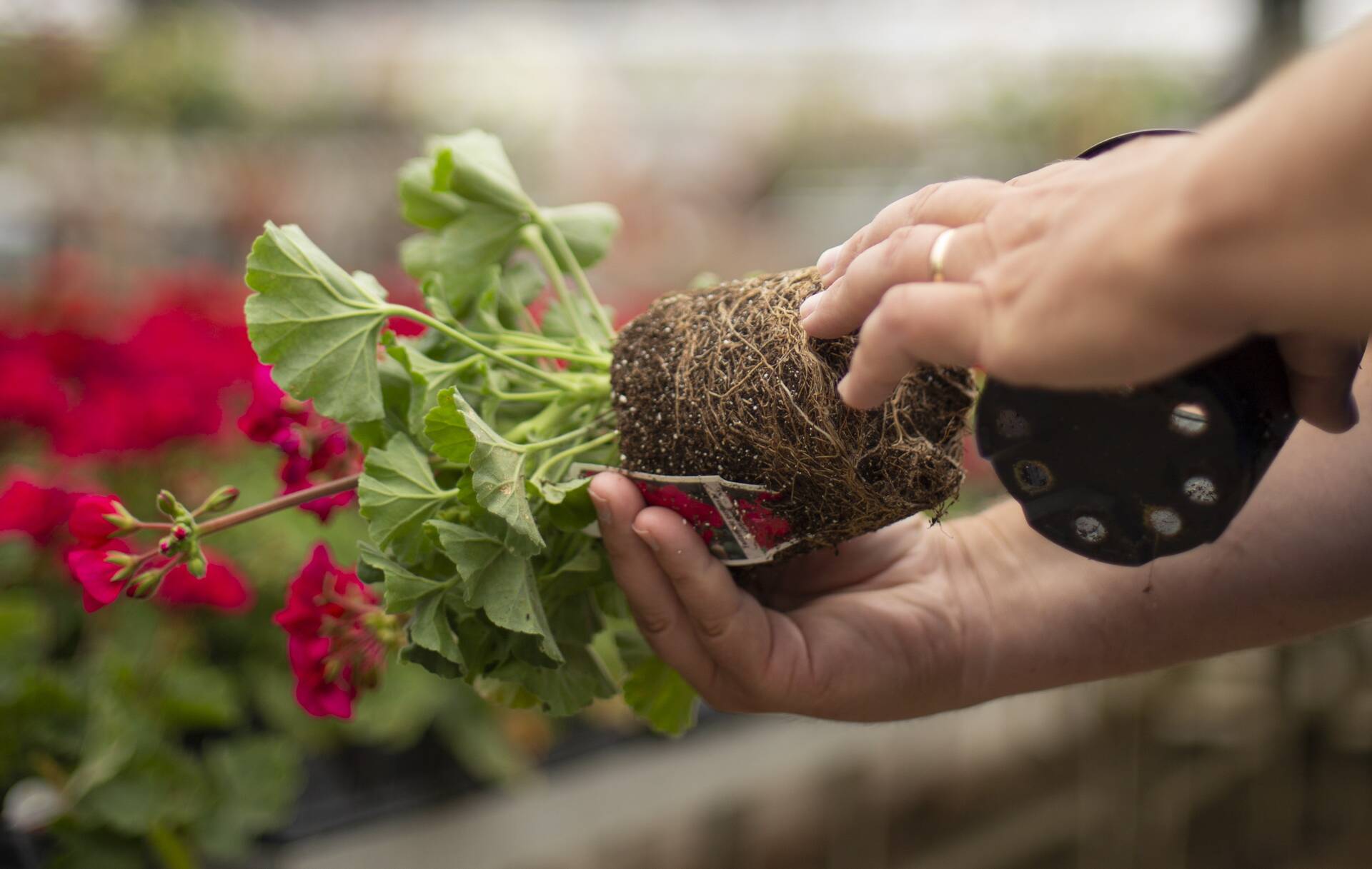 Hands holding plant