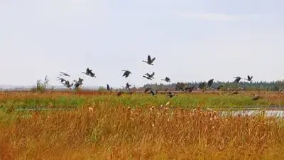The 6 Steps to Restore a Peat Bog