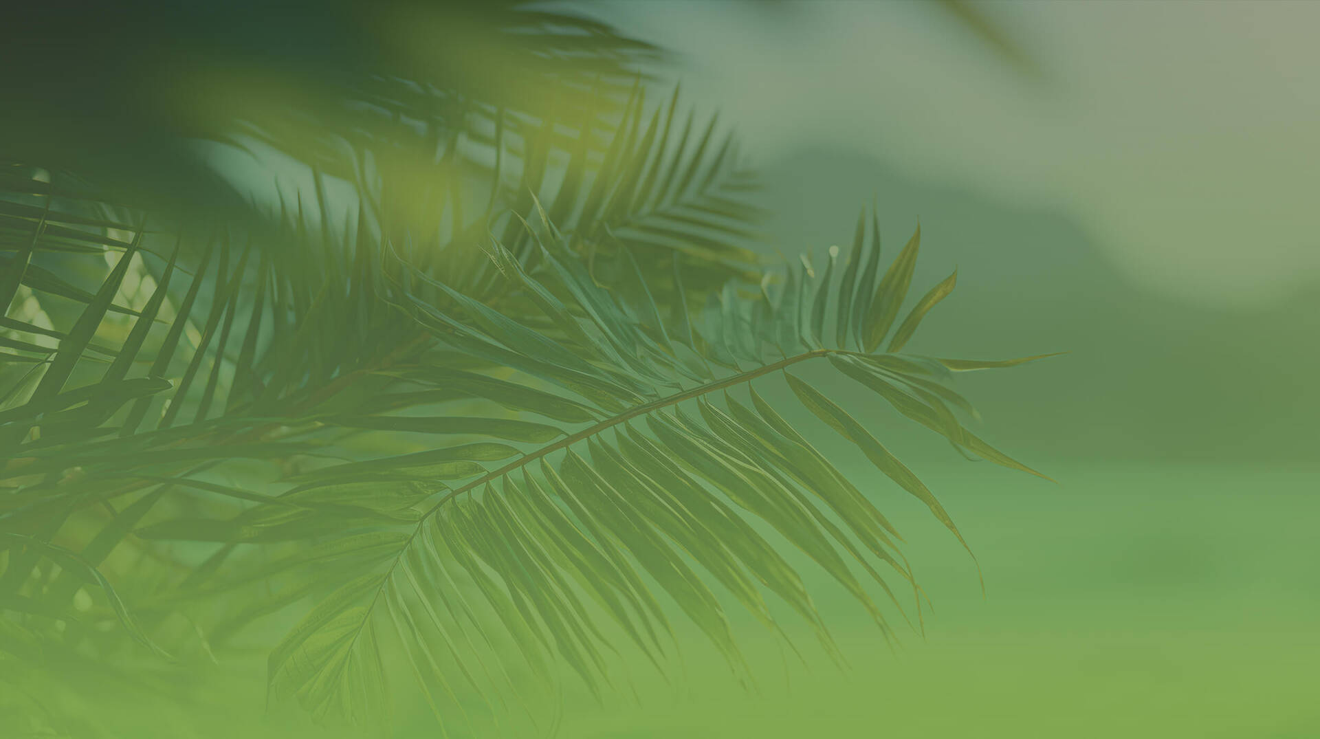 Palm tree leaves