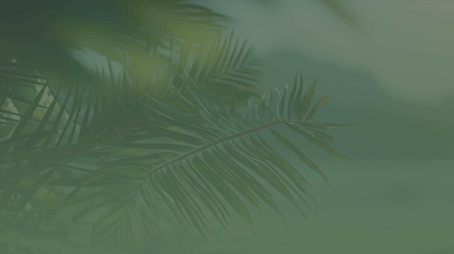 Palm tree leaves