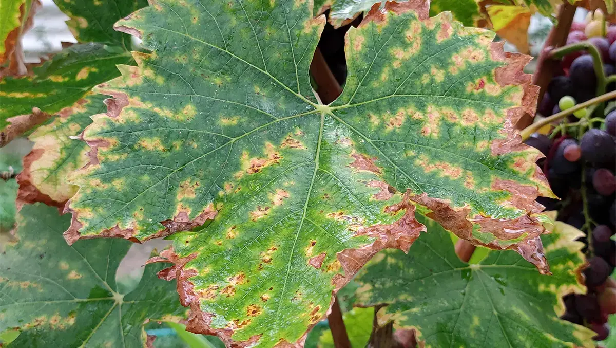 Chloride toxicity on grapes