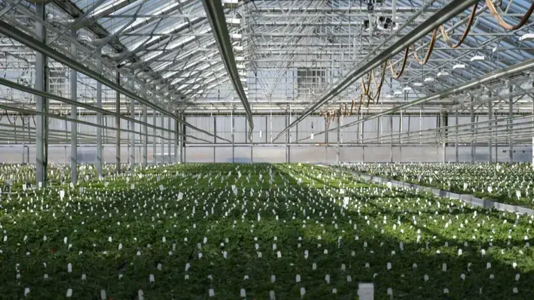 plantpeddler-1