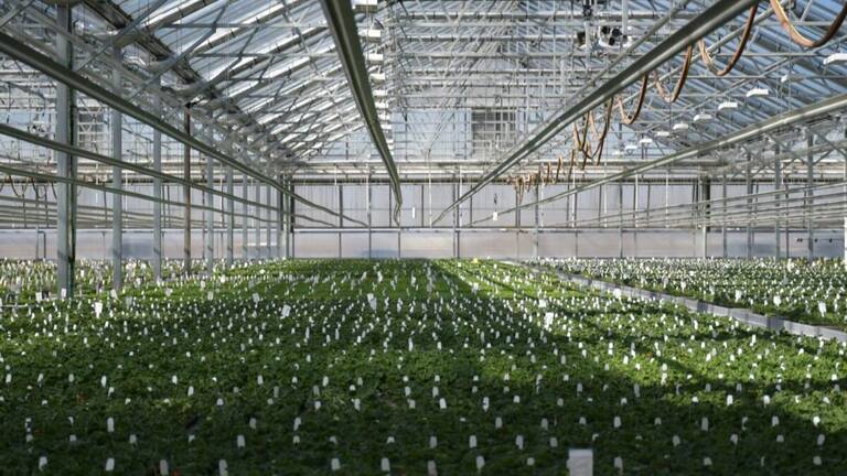 plantpeddler-1