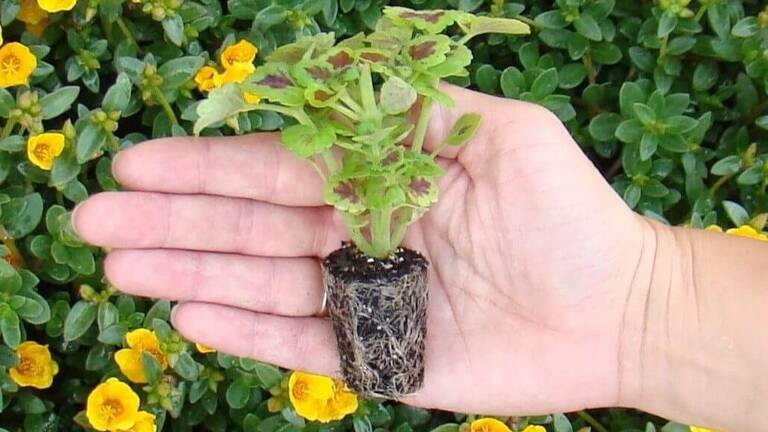 plantpeddler-2
