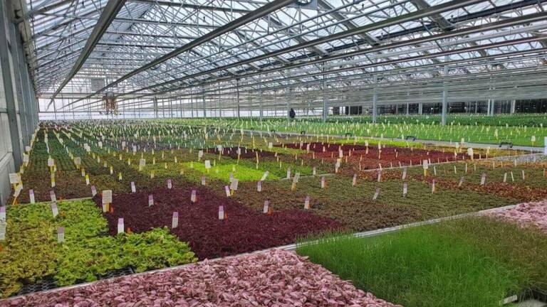 plantpeddler-3