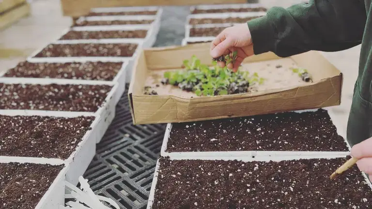 Buchwalter Greenhouse young plant propagation