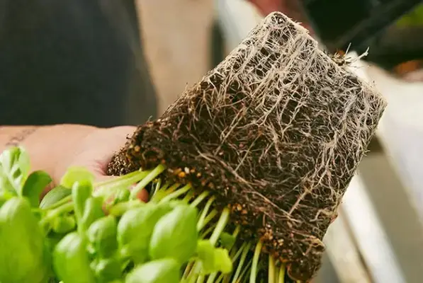 Gourma product root ball