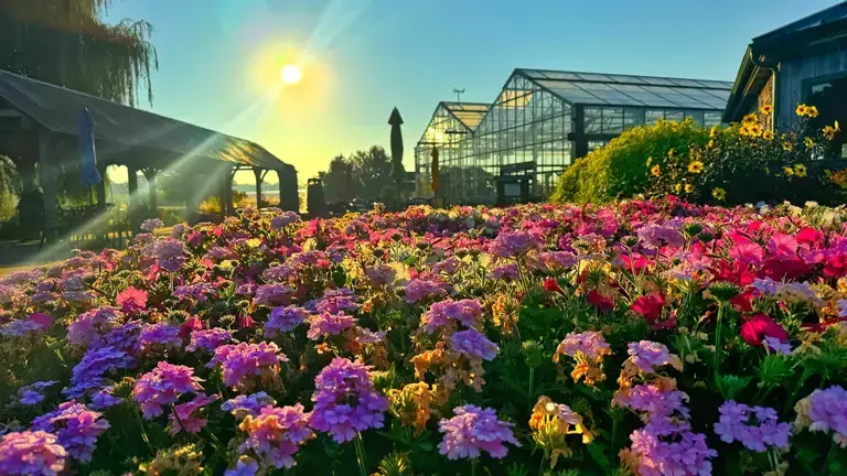 Outside flowers at Ebert’s Greenhouse Village