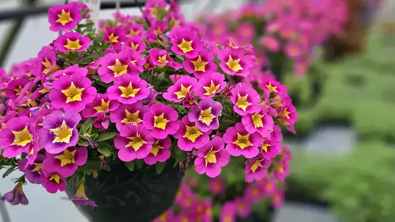 Glick’s Greenhouse hanging basket closeup