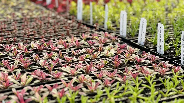 Young plants at Glick’s Greenhouse