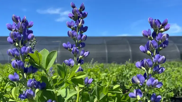 Plant Select blue lupin