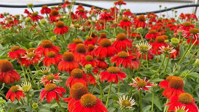 Plant Select red coneflowers