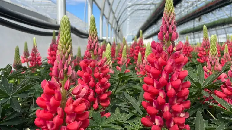 Plant Select red lupin
