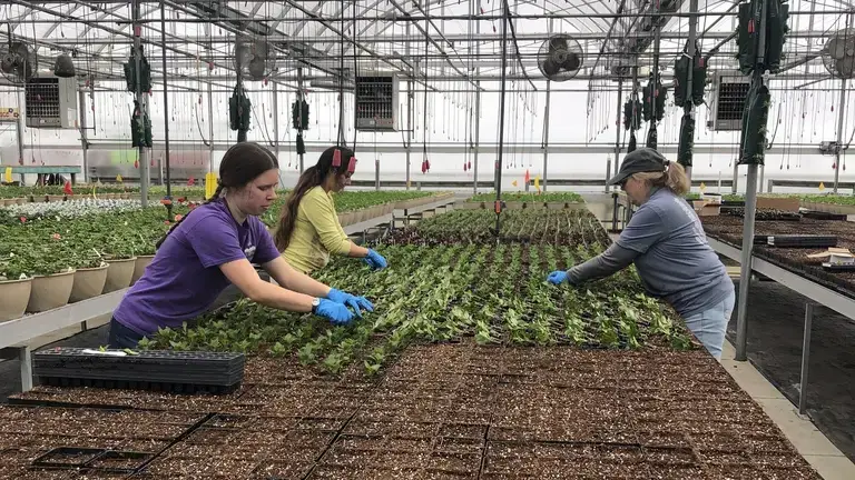 Teamwork at Ebert’s Greenhouse Village