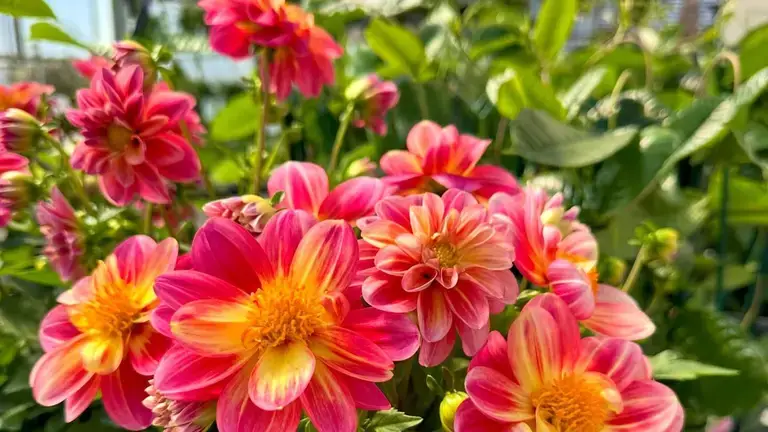 van der Meer Garden Center flowers closeup