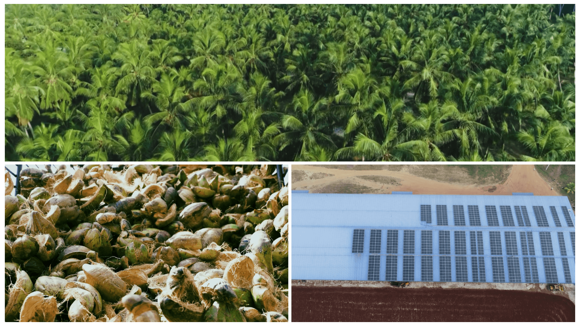 Coir production