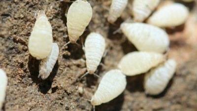 Root aphids
