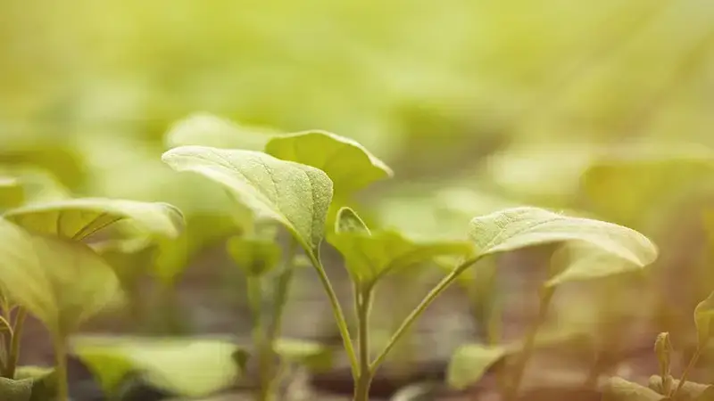 Without the sun, photosynthesis would stop and no life could be sustained
